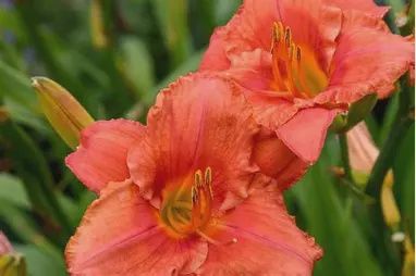Hemerocallis  'South Seas' South Seas Daylily