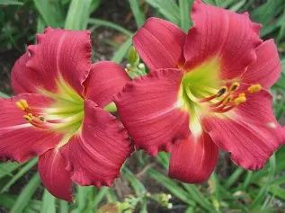 Hemerocallis 'Ruby Stella' Ruby Stella Daylily