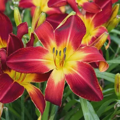 Hemerocallis 'Ruby Spider' Ruby Spider Daylily