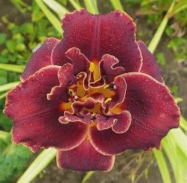 Hemerocallis 'Night Embers' Night Embers Daylily