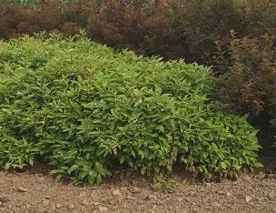 Cornus alba 'Jefreb' Little Rebel Dogwood