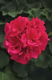 Pelargonium hortorum Dynamo™ Violet Geranium