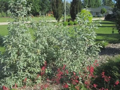 Elaeagnus x 'Jefsil' Silverado Hybird Olive