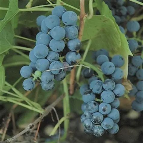 Vitis x 'Valliant' Grape Valiant