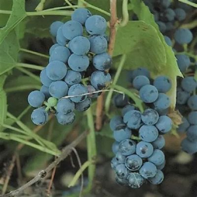 Vitis x 'Valliant' Grape Valiant