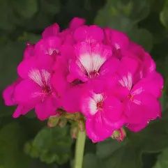 Pelargonium hortorum Hot Pink Dynamo Geranium