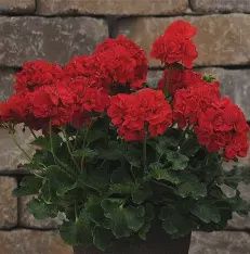 Pelargonium hortorum  Dark Red Dynamo Geranium