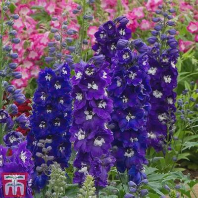 Delphium elatum Delphina™ 'Dark Blue White Bee' Delphina™ Dark Blue White Bee Delphinium