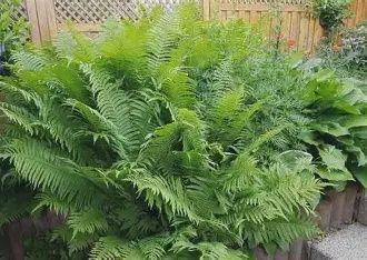 Matteuccia struthiopteris  Native Fern