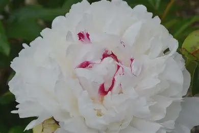 Paeonia lactiflora  'Festiva Maxima'  Festiva Maxima Peony