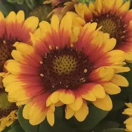 Gallardia aristata Spin Top™ 'Red Starburst' Spin Top™ Red Starburst Blanket Flower