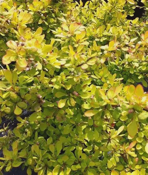 Berbens thunbergi 'Aurea Nana' Dwarf Golden Barberry