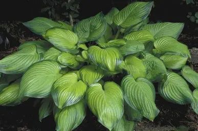 Hosta x  'Guacamole' Guacamole Hosta