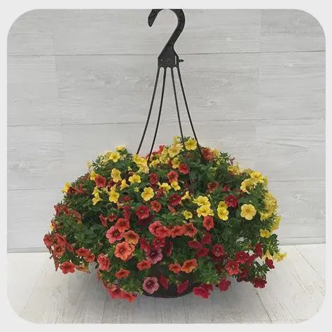 Sun Mix Hanging Basket 12" Sun Mix Hanging Basket