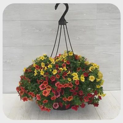 Sun Mix Hanging Basket 12" Sun Mix Hanging Basket
