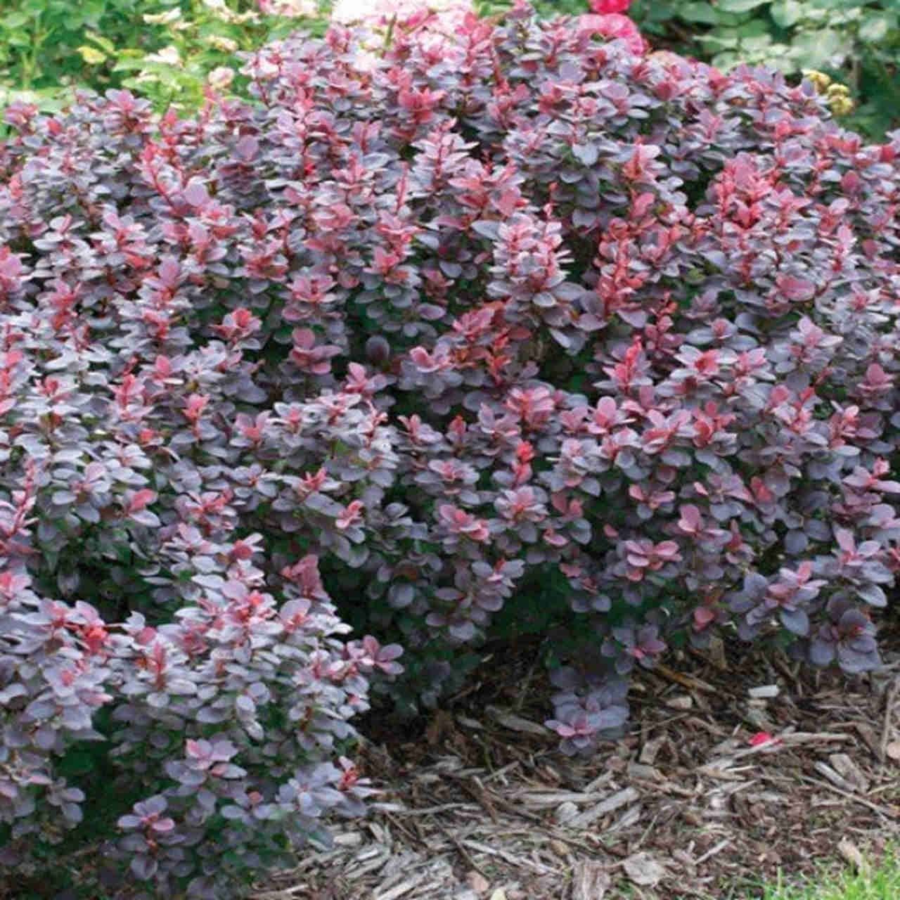 Berberis thunbergii 'Concorde' Barberry Concorde