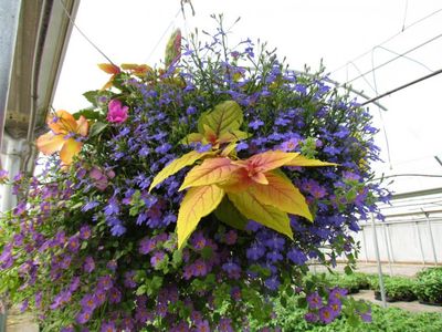 Shade Mix Hanging Basket 12" Shade Mix Hanging Basket