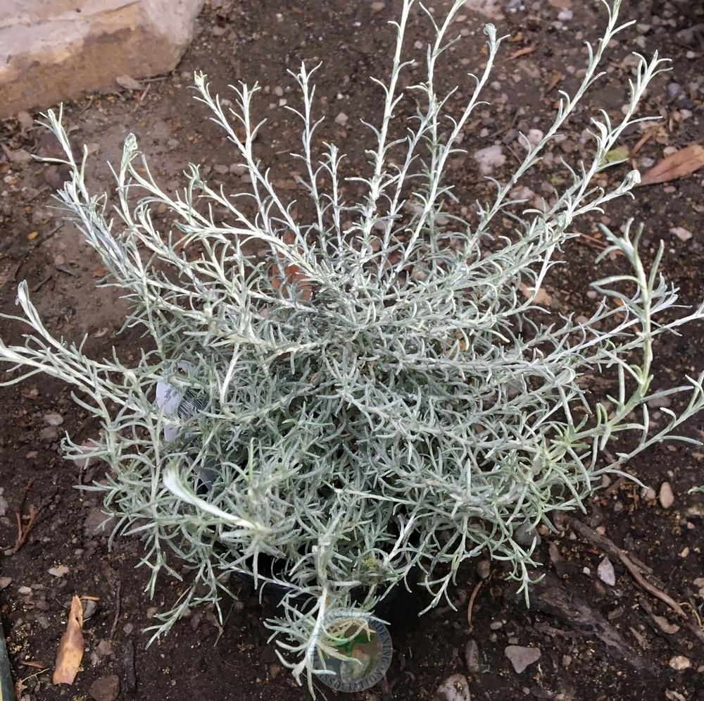 Helichrysum italicum 'Silver Stitch' Silver Stitch Helichrysum