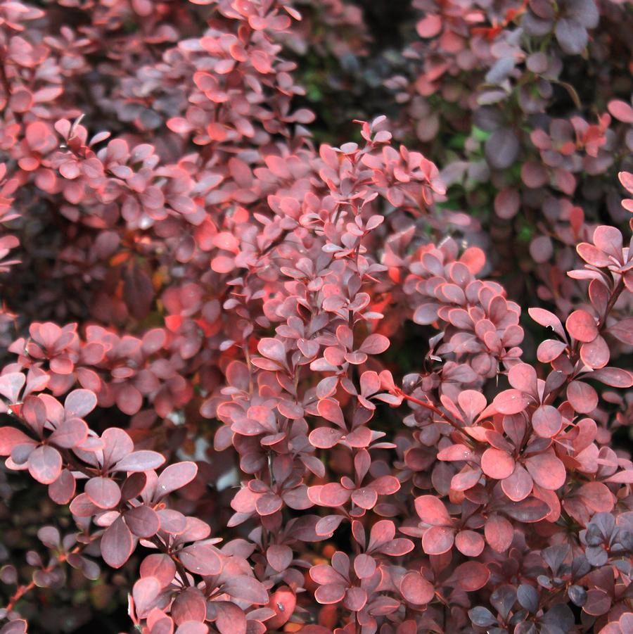 Berberis thunbergii ' Ruby Carousel'Barberry Ruby Carousel