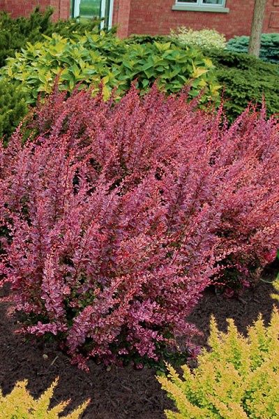 Berberis thunbergii 'Rose Glow' Barberry Rose Glow