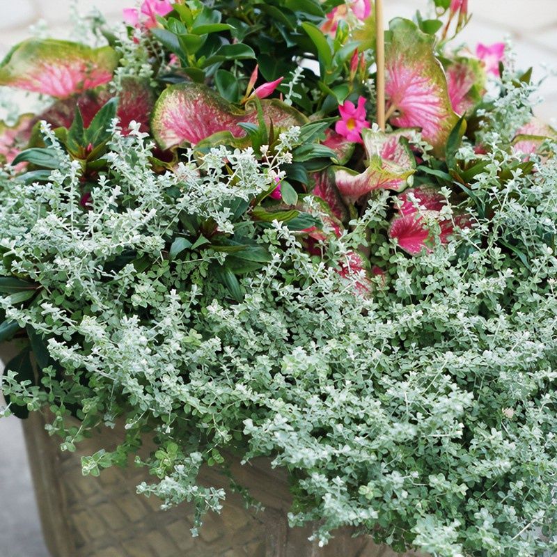 Helichrysum petiolare 'Petit Licorice' Petite Licorice Plant (Proven Accent)s