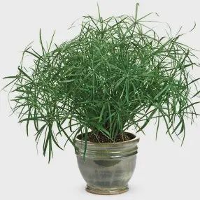 Cyperus involucratus 'Baby Tut' Baby Tut®  Grass