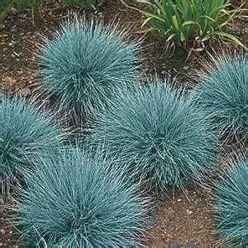 Festuca ovina gluca 'Select'  Blue Fescue Grass