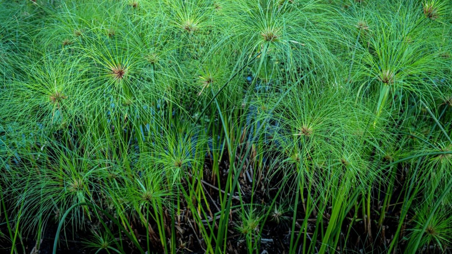 Cyperus papyrus 'King Tut' King Tut®  Grass