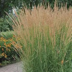 Calamagrostis x acutiflora ' Karl Foerster' Karl Foerster Feather Reed Grass