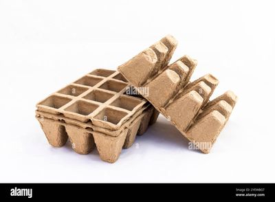 5 PC 12 Cell Pulp Tray 1.5"