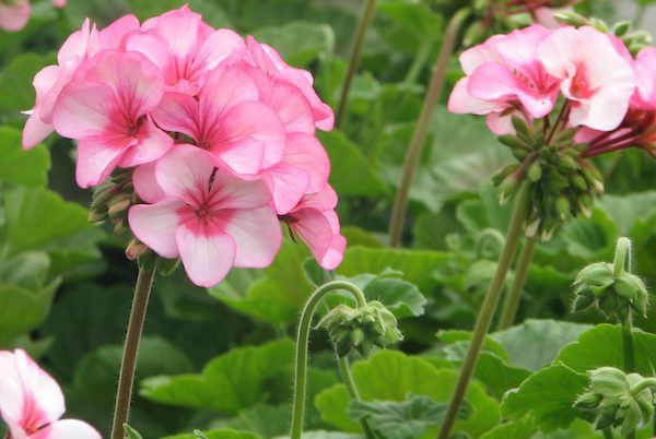 3.5" Seed Geranium