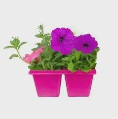 4- Pack Wave Petunias