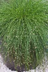 Isolepis cernus Fiber Optic Grass