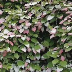 Actinidia kolomikta 'Aromatnaya' Aromatnaya Arctic Kiwi (Female)