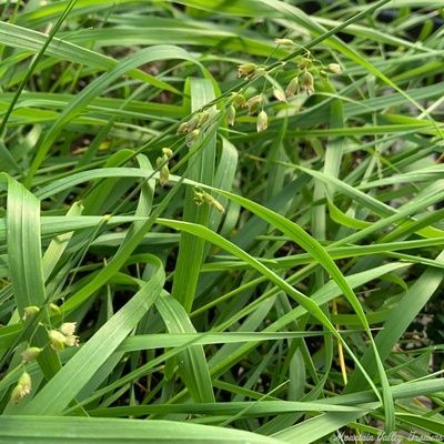 Hierochloe ordata Sweet Grass