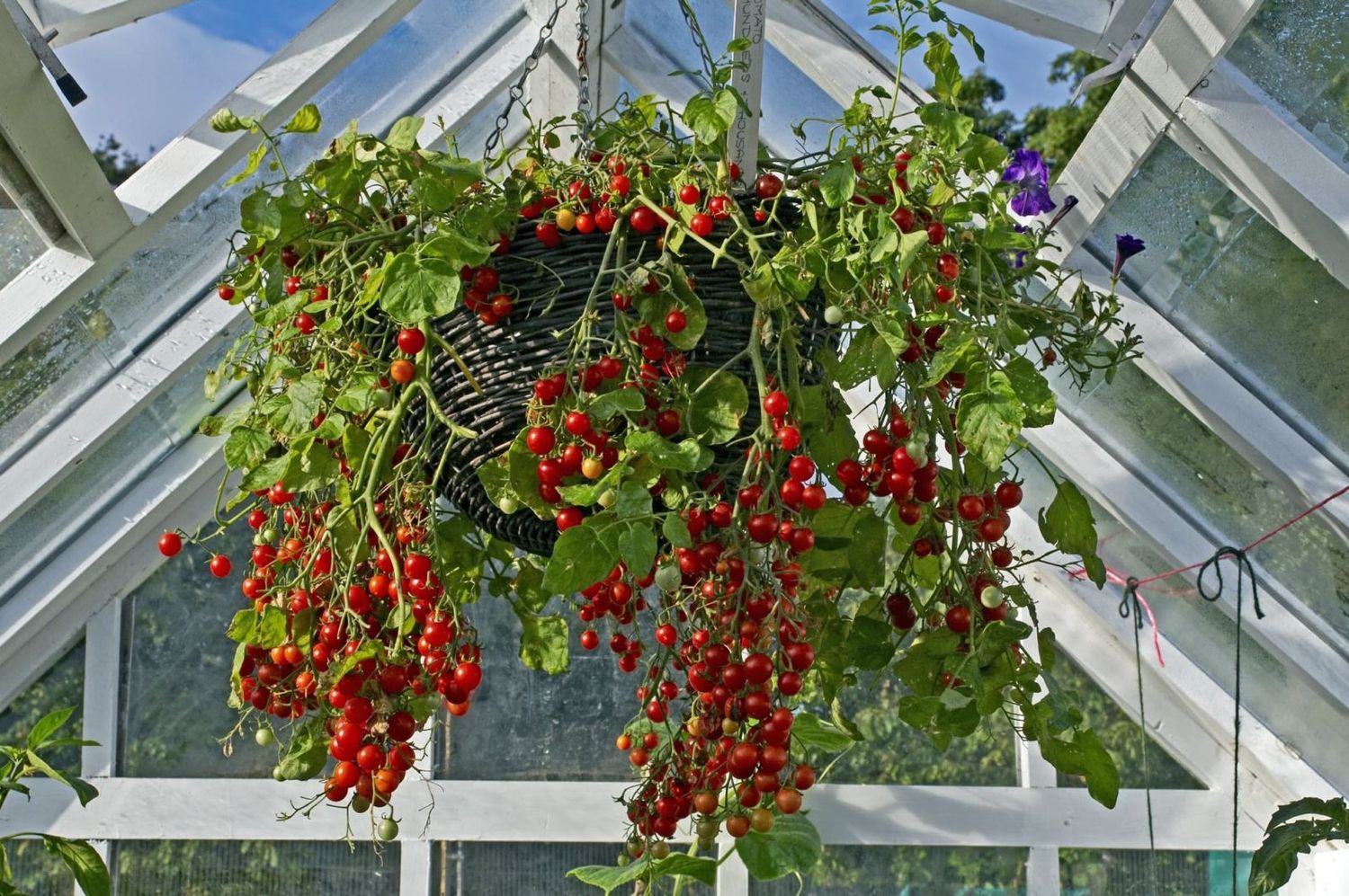 14" Tomato Hanging Basket- PO