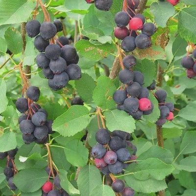 Amelanchier ainfolia 'Honeywood' Honeywood Saskatoon