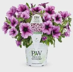 4" Pots Proven Winners