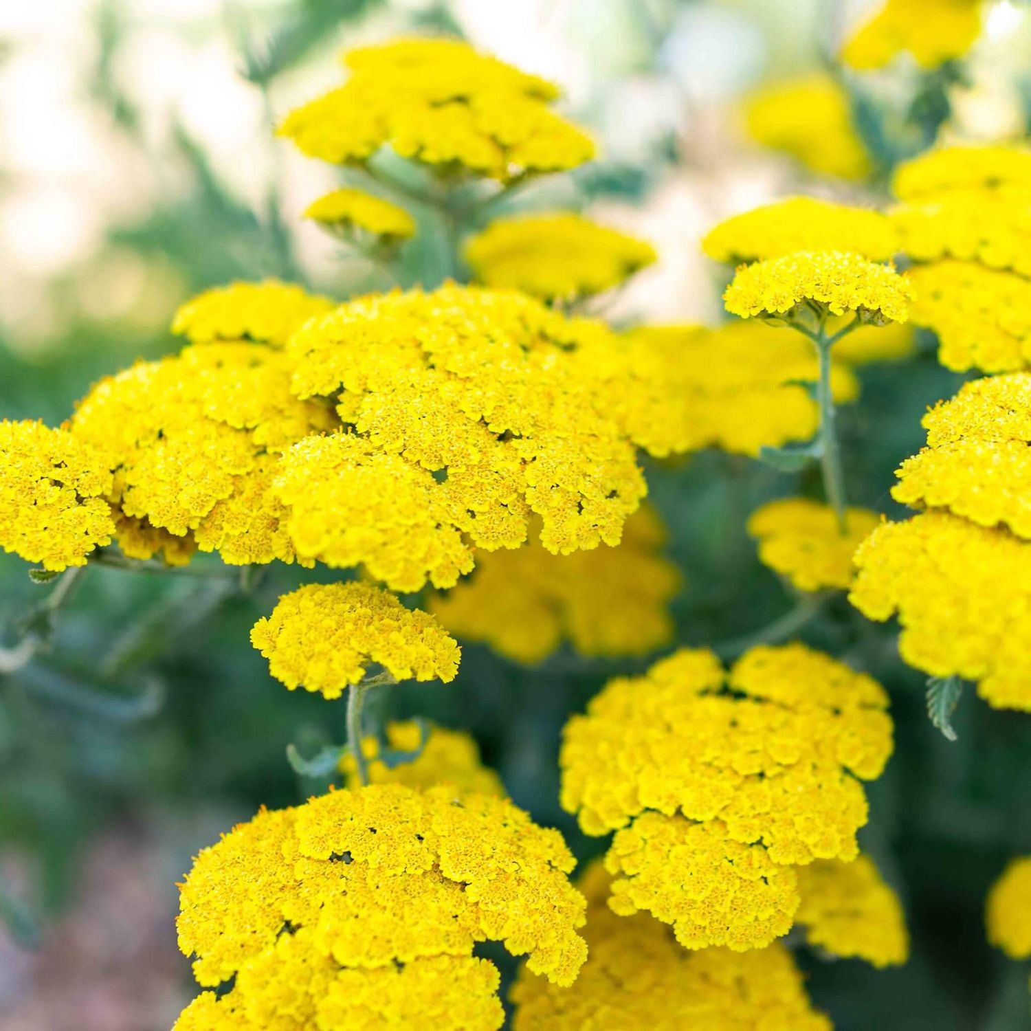 Achillea Yarrow Moonshine
