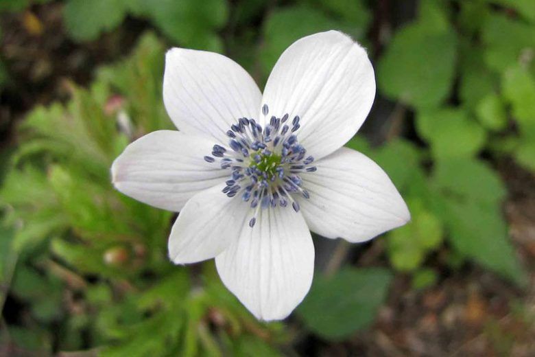Anemone Rivularis windflower