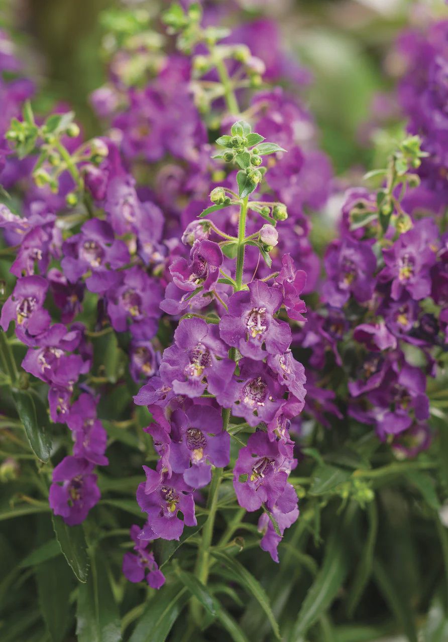 Angelonia Angustifolia Hybird