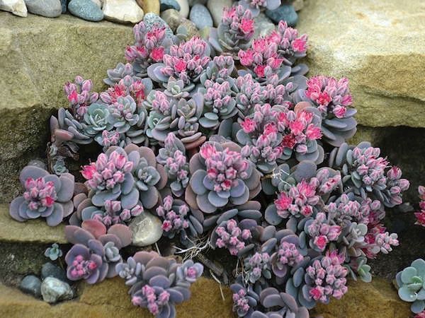Sedum Sunsparkler® 'Blue Elf' Sunsparkler® Blue Elf Stonecrop