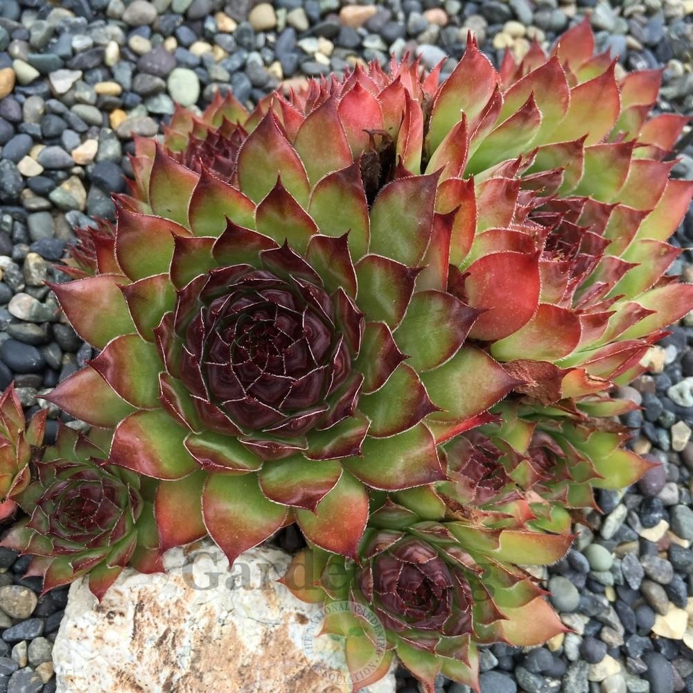 Sempervivum 'Henry's Black' Henry's Black Hens &amp; Chicks