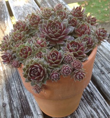 Sempervivum 'Commander Hay' Hens and Chicks