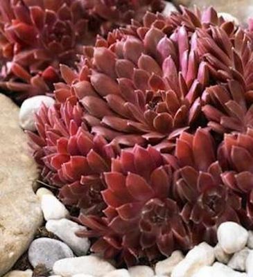 Sempervivum COLOROCKZ® 'Coral Red' Hens and Chicks