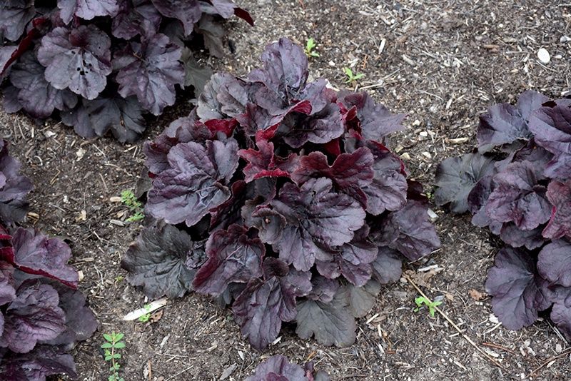 Heuchera x Northern Exposure™ 'Black' Northern Exposure™ Black Coral Bells