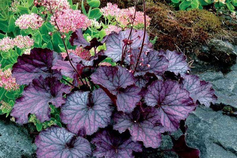 Heuchera NORTHERN EXPOSURE™ Purple Coral Bells
