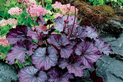 Heuchera NORTHERN EXPOSURE™ Purple Coral Bells