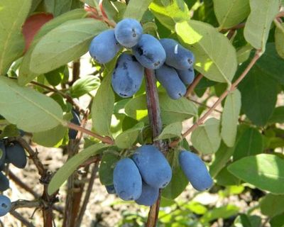 Lonicera caerulea 'Borealis' Borealis Honeyberry