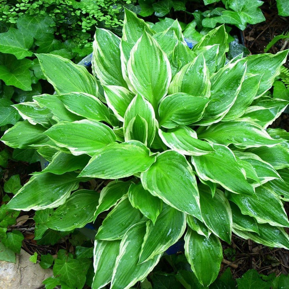 Hosta undulata  'Albomarginata' Albomarginata Hosta